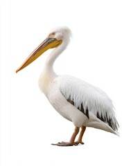 Obraz premium Majestic white pelican standing gracefully.
