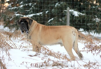fawn english mastiff standing in snow