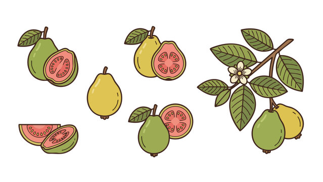 Guava Fruit Icons Set Cartoon Style Whole Cut Slice Flower and Branch