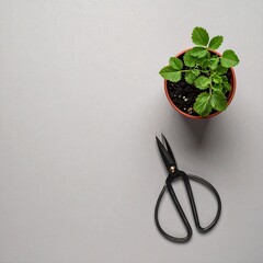 マットなウォームグレー背景に小さな鉢植えハーブと剪定ばさみを一角に非対称で配置したフラットレイ構図。
トップビューで大きなネガティブスペースを確保した上品なミニマルフラットデザイン。
落ち着いた色調と自然光を感じる柔らかなトーンで洗練された春の雰囲気を演出。