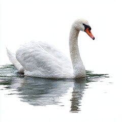 Fototapeta premium Graceful swan gliding on tranquil water surface.