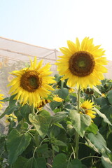 Fototapeta premium sunflower plant on farm for harvest