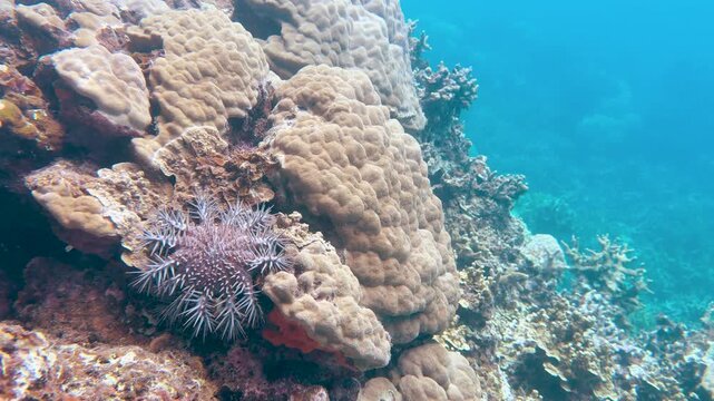 Crown of Thorns Starfish Crawling Over Coral Reef in Palau
