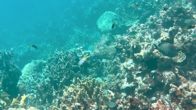 Sergeant Major Fish Swimming Over a Tropical Coral Reef in Palau