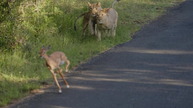 Young lion cubs playfully stalking an impala in the African savannah, practicing hunting skills with focused eyes and energetic movements, capturing raw instinct and early predator behavior in the
