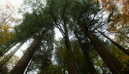 Obraz premium trees in the forest