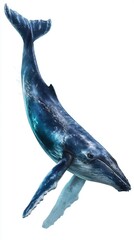 Majestic blue whale swimming gracefully in ocean.