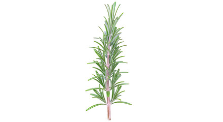 Obraz premium Fresh Rosemary Sprig