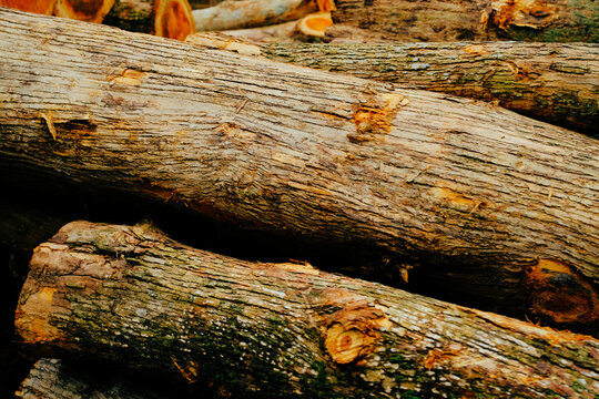 Heap of cut wood logs outdoors in rural area, green foliage and nature around. Concept of forestry, Log trunks pile,the logging timber wood industry.ogs of wood on a pile with chopped wood in the back