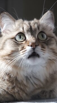 Serious cat carefully watching something, staring with intense. Face expression would changing across various emotions, the cat's pupils dilated. Animal behavior. Shock, surprise. Humor, meme