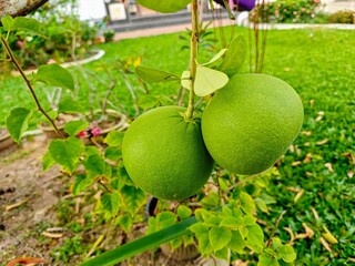 Pomelos on the tree