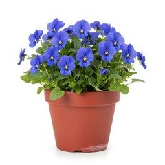 A vibrant cluster of blue pansies blooming in a terracotta pot against a plain background