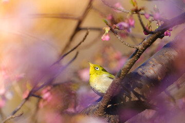 河津桜とメジロ