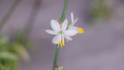 The flowers in the image are from a spider plant (Chlorophytum comosum). This popular houseplant is also known by several other common names, Airplane plant, Ribbon plant, Spider ivy. 