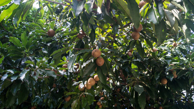 These fruits are widely referred to as chico or chiku (especially in the Philippines and parts of Asia), naseberry, nispero, or sapota.