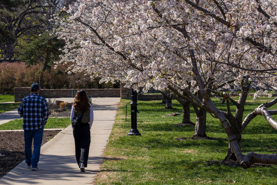 Man and Woman strolling through a park during sping while trees are blooming.