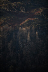 A forest lit by the dawn light on a hill. 