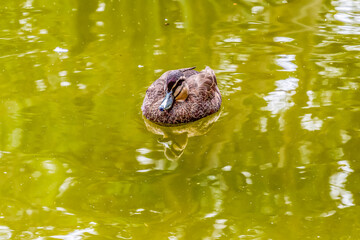 Pacific Black Duck in the pond at the park