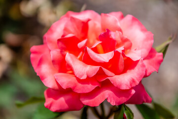 Coral Coloured Rose in Bloom