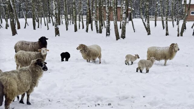 Sheep gather in a snowy area surrounded by trees. Some lambs play while others stand quietly. The scene shows winter weather with a calm atmosphere in the background.