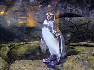 penguin on rock