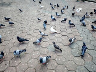 pigeons on the street