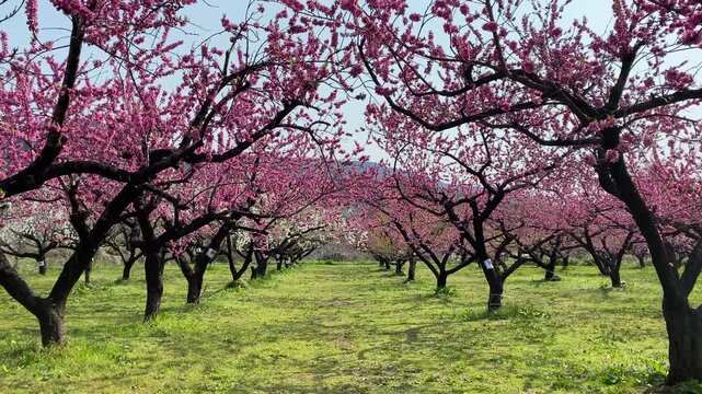 青空の下で満開に咲く桃の花畑を歩くーWalking through a peach orchard with full-blown flowers under a blue sky