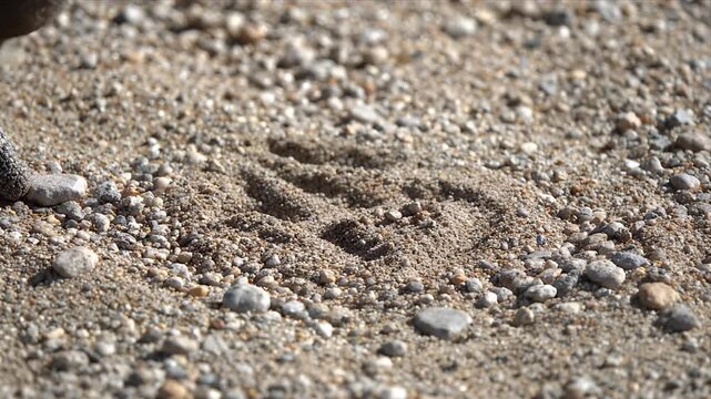 Close Up Macro Shot of Bird Foot and Talons on Gravel Ground Casting Shadows in Bright Sunlight