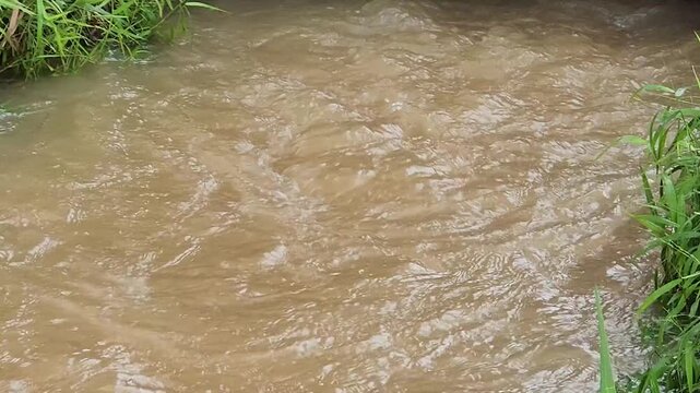 Turbid irrigation surge across rural agriculture. Brown stream velocity beside vegetated embankment. Farmland runoff movement during rainy season. Rapid canal discharge supporting crop fields