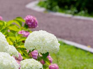 初夏を感じるアジサイ園