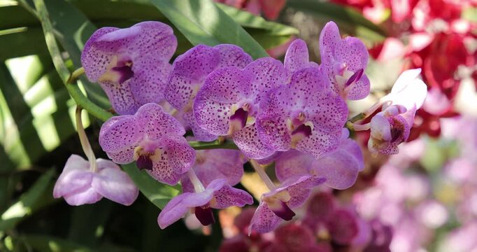 Beautiful Purple Orchids with Intricate Patterns in Vibrant Natural Setting