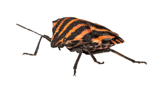 isolated striped bug. agricultural pest. colorful macro photo of an insect. material for design and creativity. Pentatomidae; insect pest; Graphosoma italicum