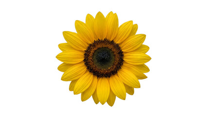 Obraz premium Yellow sunflower flower isolated on white background with bright petals and natural detail