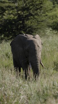 An African elephant walking across a national park at golden sunset, illuminated by warm evening light, highlighting its majestic silhouette, calm movement, and the timeless beauty of the wild