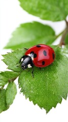 Obraz premium Bright ladybug resting on a green leaf.