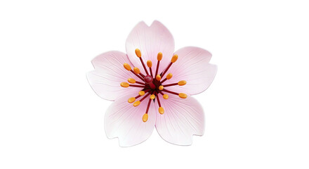 Pink Cherry Blossom Flower