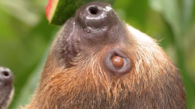Close Up of a Two-Toed Sloth Eating Watermelon in the Jungle