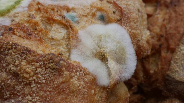 Extreme closeup of fuzzy white and green mold growing on old stale bread crust texture detail macro