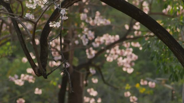 Pink tabebuia trumpet tree flowers blooming through green foliage frame creating natural romantic spring garden scene