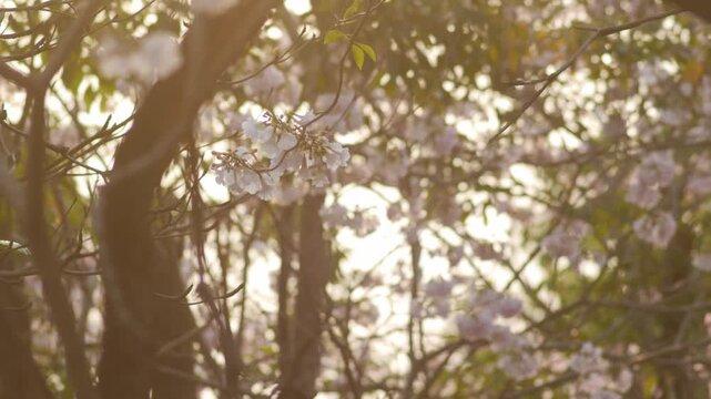 Pink tabebuia trumpet tree flowers blooming through green foliage frame creating natural romantic spring garden scene