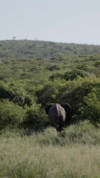 An African elephant walking across a national park at golden sunset, illuminated by warm evening light, highlighting its majestic silhouette, calm movement, and the timeless beauty of the wild
