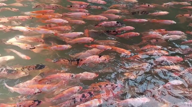 background video of tilapia fish in a schooling holding back the river current