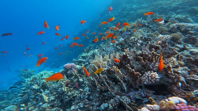 Red Fairy Anthias reef fish school above coral wall in clear blue sea water. Cinematic underwater landscape