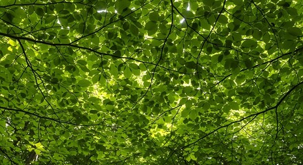Fototapeta premium Sunlight Filtering Through Dense Green Foliage of Trees in a Forest