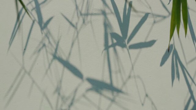 Beige background shadow leaves bamboo grey abstract backdrop summer naturedesert, template travel luxury design wallpaper surface display for presentation product cosmetic, minimalist pattern