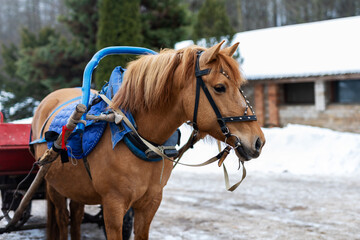Obraz premium Serene rural setting featuring harnessed chestnut horse ready for transportation