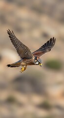A bird of prey in flight with outstretched wings and sharp talons