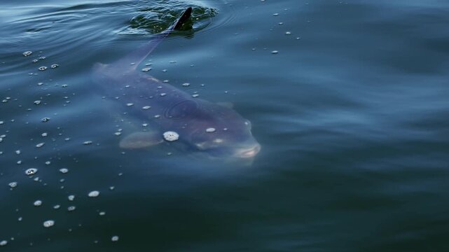 Ocean sunfish mola mola swimming close to the water surface, dorsal fin cutting through calm sea, unique giant fish seen from above, peaceful marine wildlife moment in clear blue ocean.