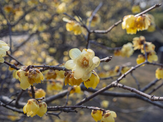 早春の光を纏う黄金色。満開に咲き誇る蝋梅