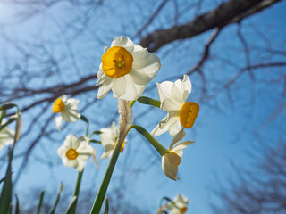 青空へ凛と咲く、春を告げる水仙の輝き